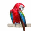 back zoo nature super stone perch 35 cm 55mm macaw