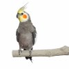 back zoo nature super stone perch 18 cm 25mm parakeet