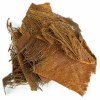 back zoo nature palm bark
