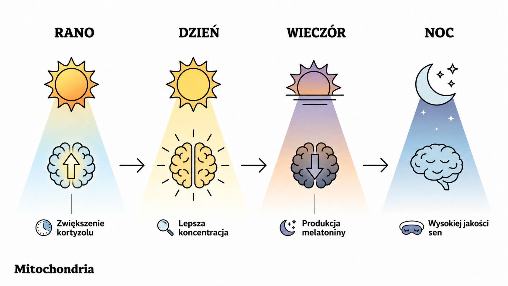 Circadian Rhythm: Definition, Science, and How to Optimize It
