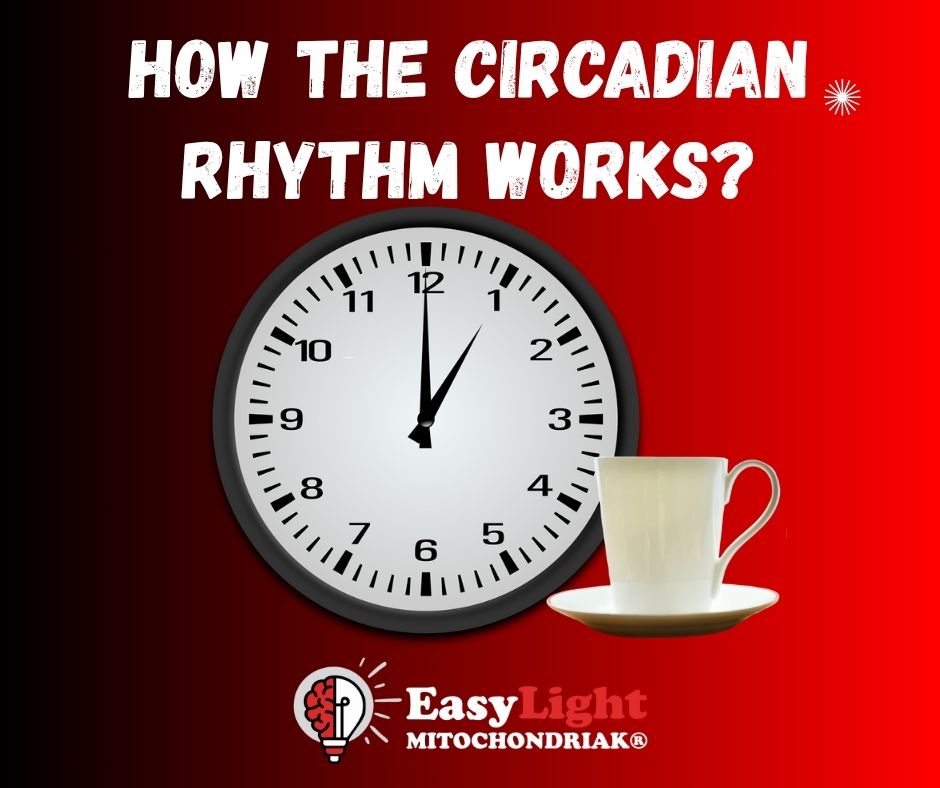 Circadian rhythm: How does our internal clock work?