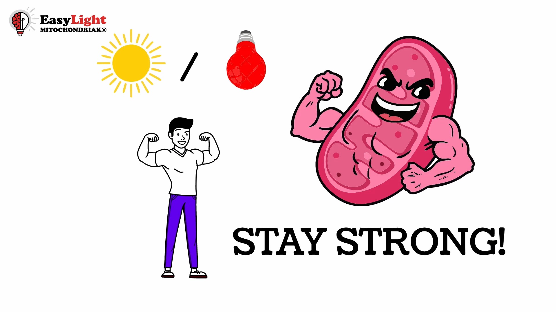 What is mitochondria, how they produce energy, and how to support them
