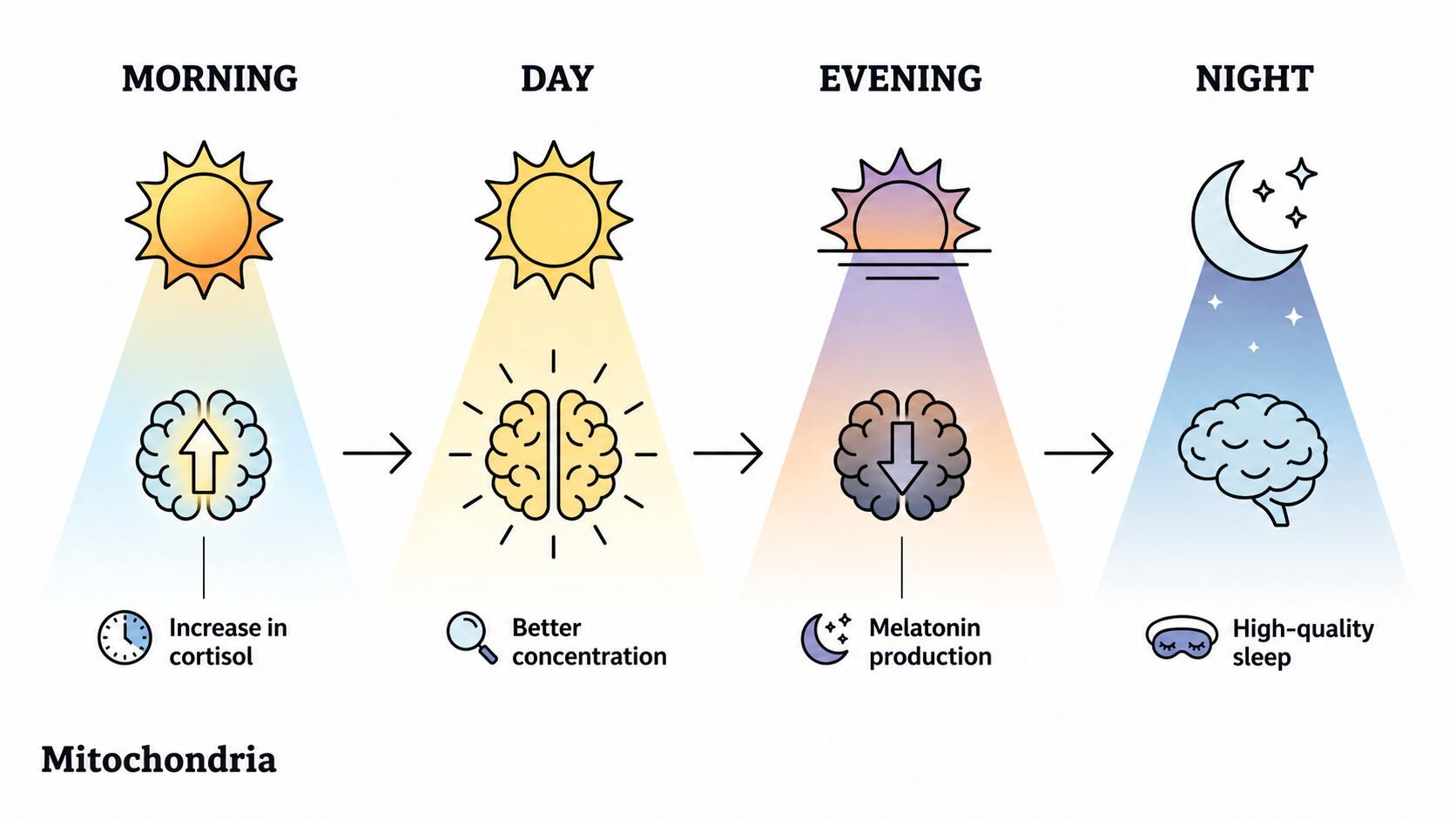 Circadian daily cycle, cortisol and melatonin