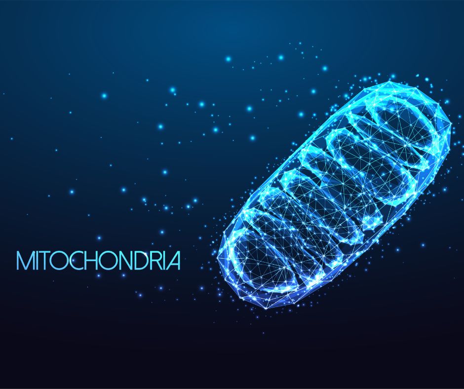 Mitochondria and vitamin D production in cells