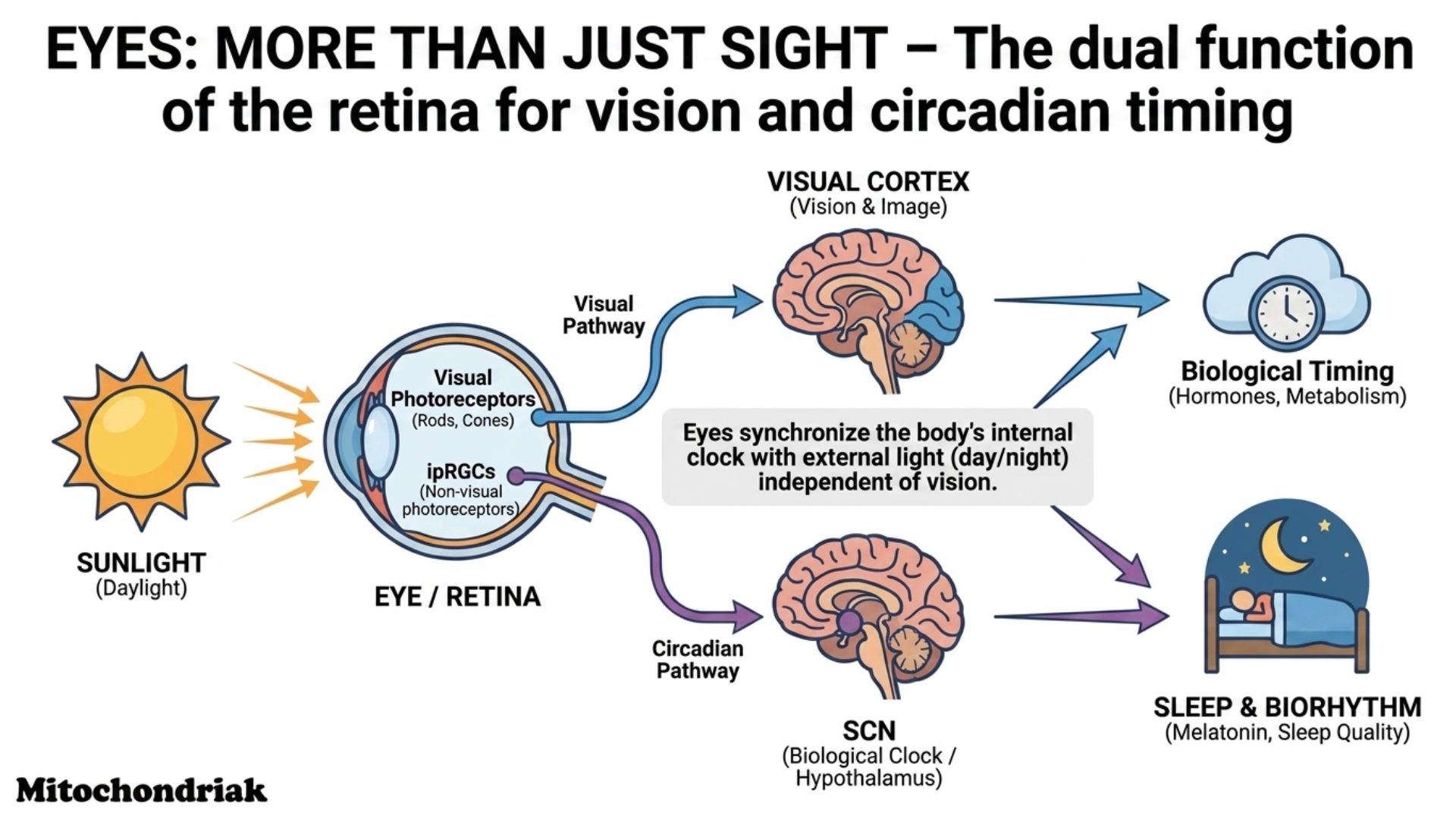 Circadian rhythm timing from retina to SCN and melatonin
