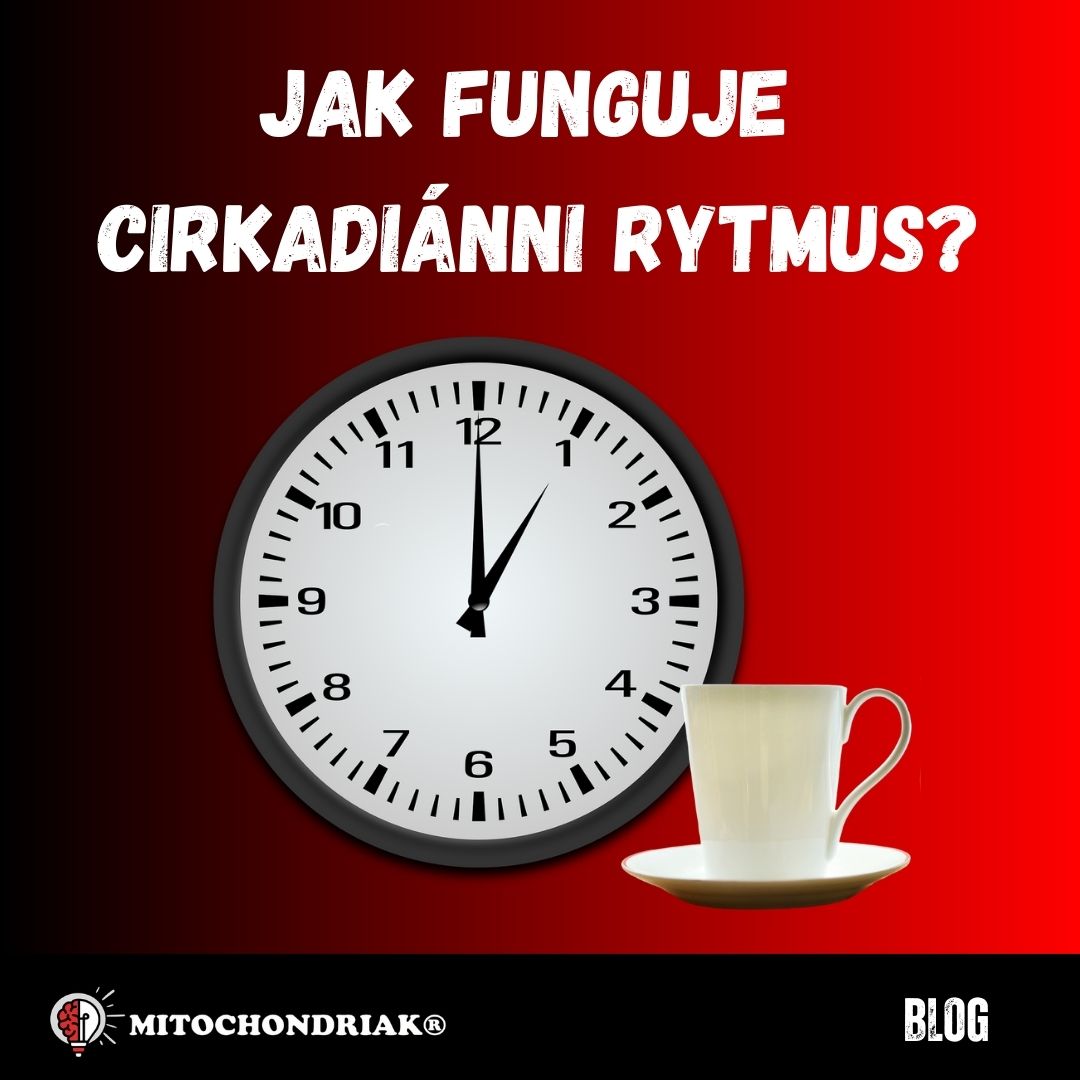 Církadiánní rytmus: Jak fungují naše vnitřní hodiny?