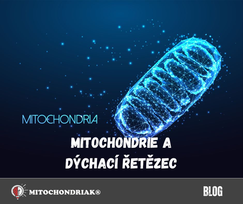 Dýchací řetězec v mitochondrii - tvorba energie, ATP i vody