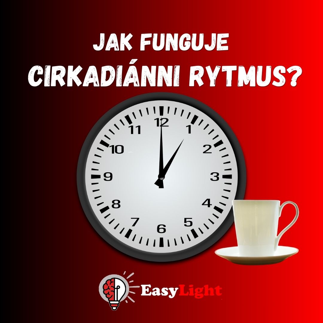 Církadiánní rytmus: Jak fungují naše vnitřní hodiny?