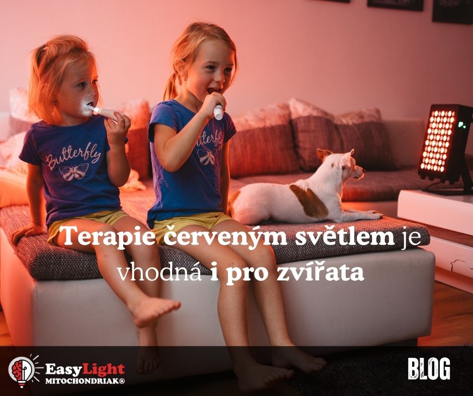 Terapie červeným světlem je vhodná i pro zvířata