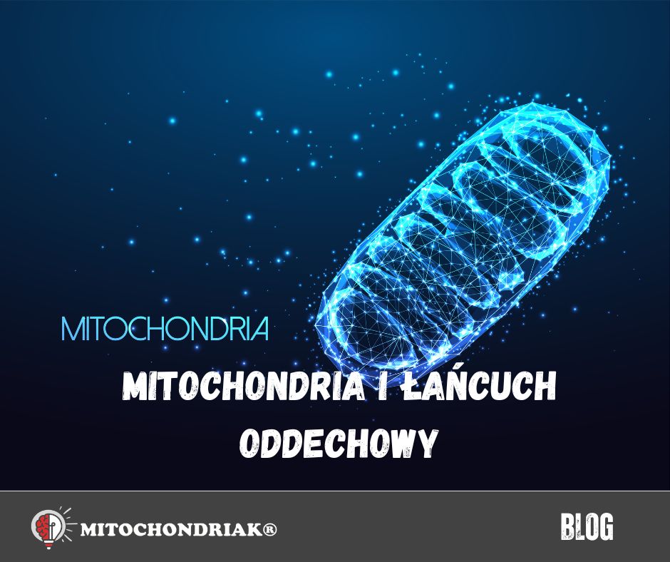 Łańcuch oddechowy w mitochondrium – produkcja energii, ATP i wody