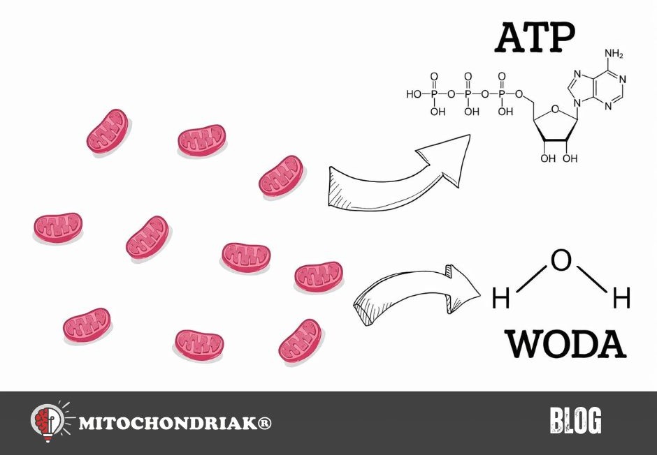 Czym są mitochondria i jak produkują energię?