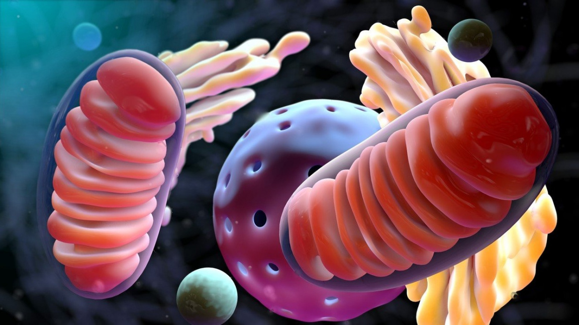 Více energie v každodenním životě: funkce mitochondrií