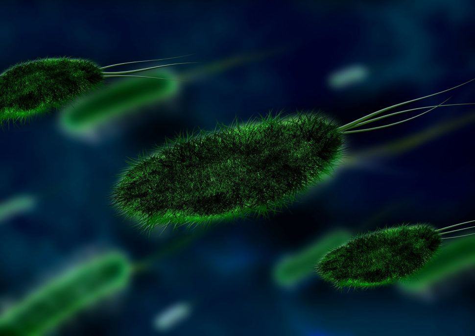 bacteria-106583_1920-970x686