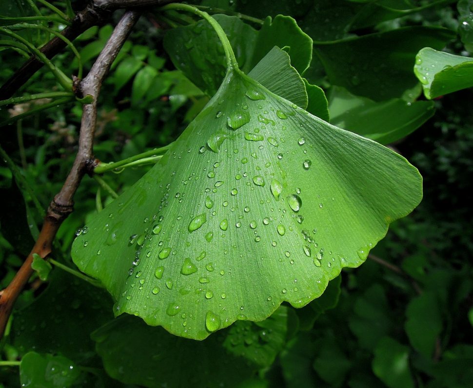 ginkgo-biloba-970x795