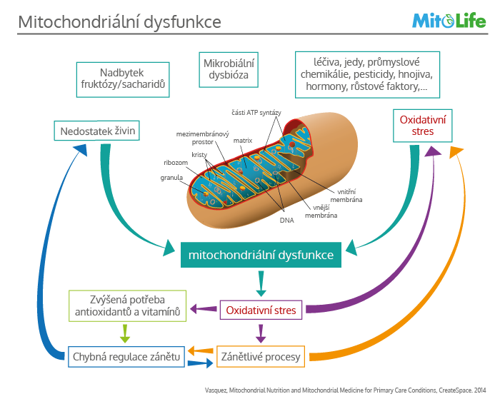 mitochondriální-dysfunkce