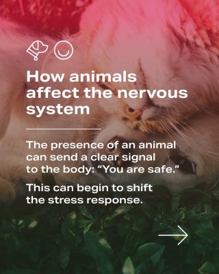 Sometimes a little is enough: contact with an animal, touch, closeness, and a feeling of safety can help the body shift...