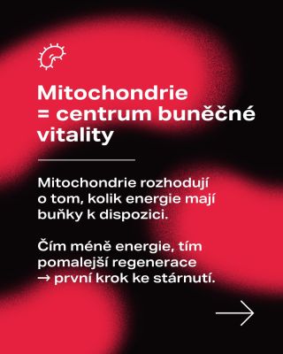 Jak mitochondrie ovlivňují stárnutí? ✨ Věděli jste, že tempo stárnutí závisí víc na mitochondriích než na genetice? Tyto...