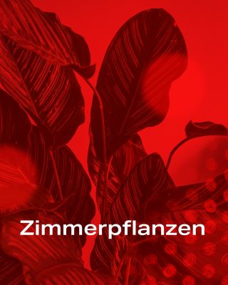 Zimmerpflanzen: Wie können wir sie mit Hilfe der Rotlichttherapie besser pflegen? 👉 Rotlicht ist eines der wichtigsten...