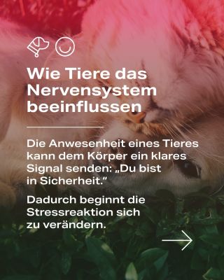 Manchmal reicht schon wenig: Der Kontakt mit einem Tier, Berührung, Nähe und Geborgenheit, kann dem Körper helfen, von...