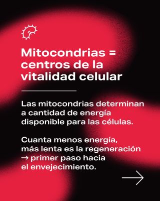 Cómo influyen las mitocondrias en el envejecimiento ✨ ¿Sabías que el ritmo de envejecimiento depende más de las...