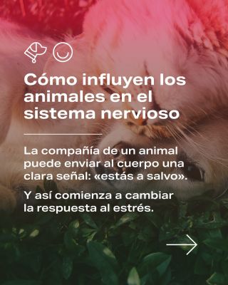 A veces basta con poco: el contacto con un animal (el tacto, la cercanía y la sensación de seguridad) ayuda al cuerpo a...