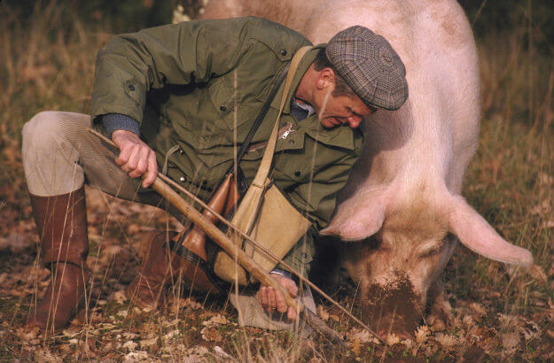 Kterou houbu hledají prasata