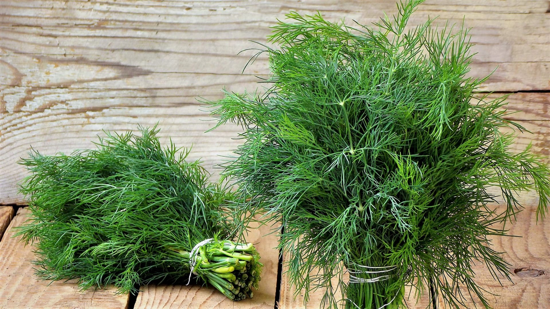 Kopr vonný: Pěstování, uchování a zpracování