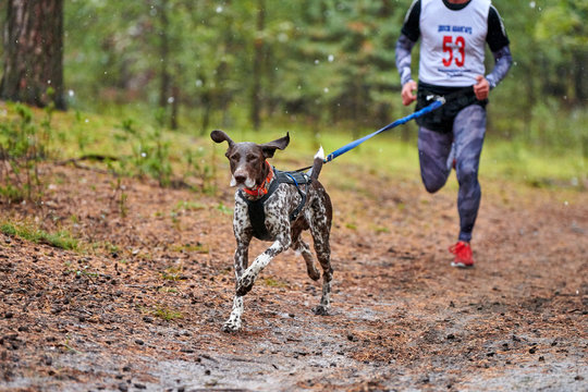 Co je canicross - sportujte se svým pejskem