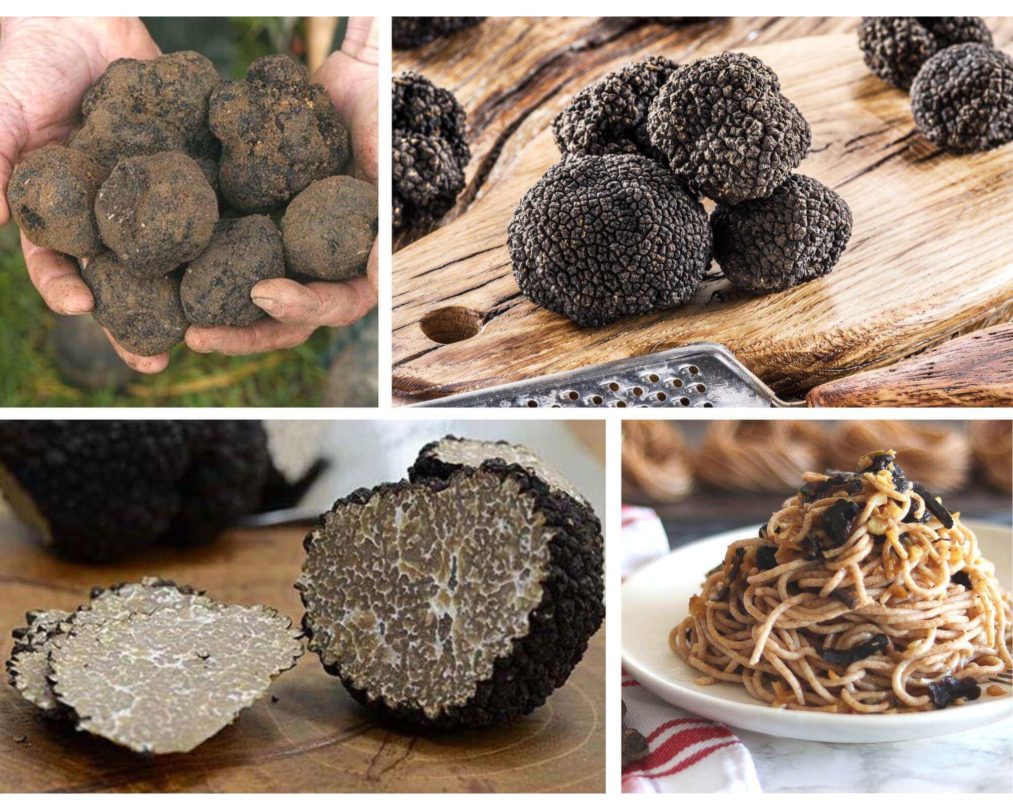 Kolik stojí 1 lanýž: Cena této vzácné lahůdky