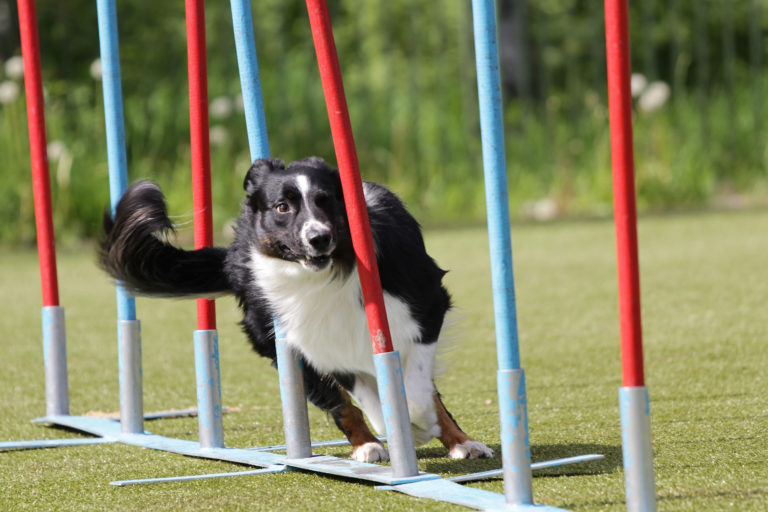 Co jsou zvířecí agility - sportujte s pejsky