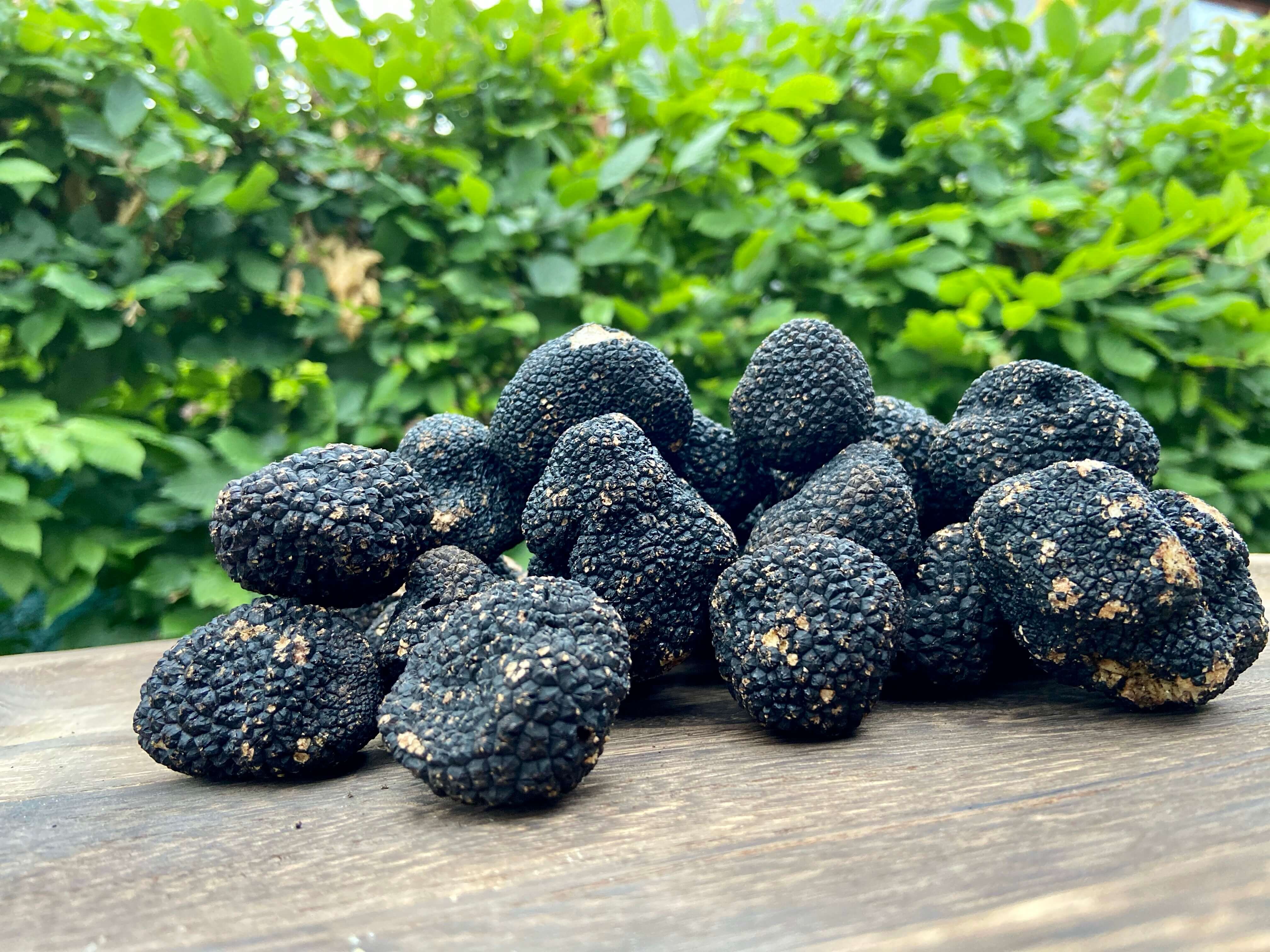 Kolik stojí houba lanýž: cena a hlavní faktory