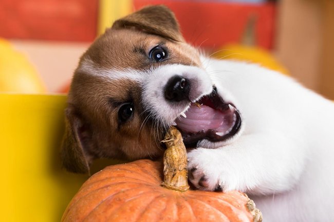 Jak často odčervovat psa - tipy a triky pro zdraví psa