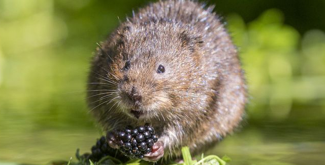 Jak na hryzce: Účinné metody odstranění a prevence