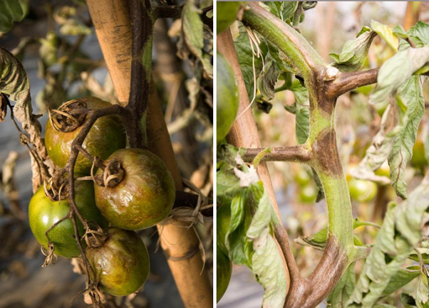 Jak na plíseň na rajčatech: Praktické tipy pro úspěšný boj