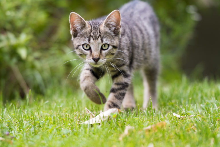 Jak odpudit kočky - efektivní způsoby, rady a tipy