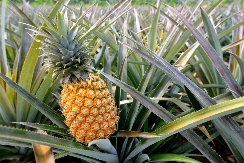 Jak pěstovat ananas - rady a tipy pro úspěšné pěstování