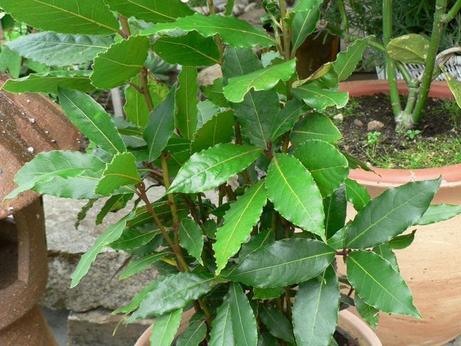 Jak pěstovat bobkový list - rady pro úspěšnou péči