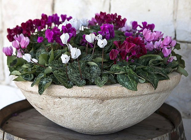 Jak pěstovat brambořík - rady pro úspěšné pěstování