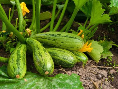 Jak pěstovat cukety: Praktický průvodce pro bohatou úrodu