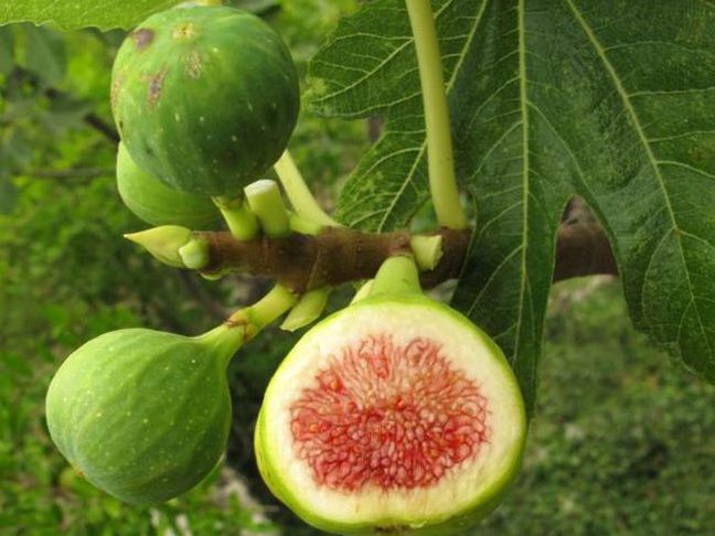 Jak pěstovat fíkovník - průvodce pro začátečníky
