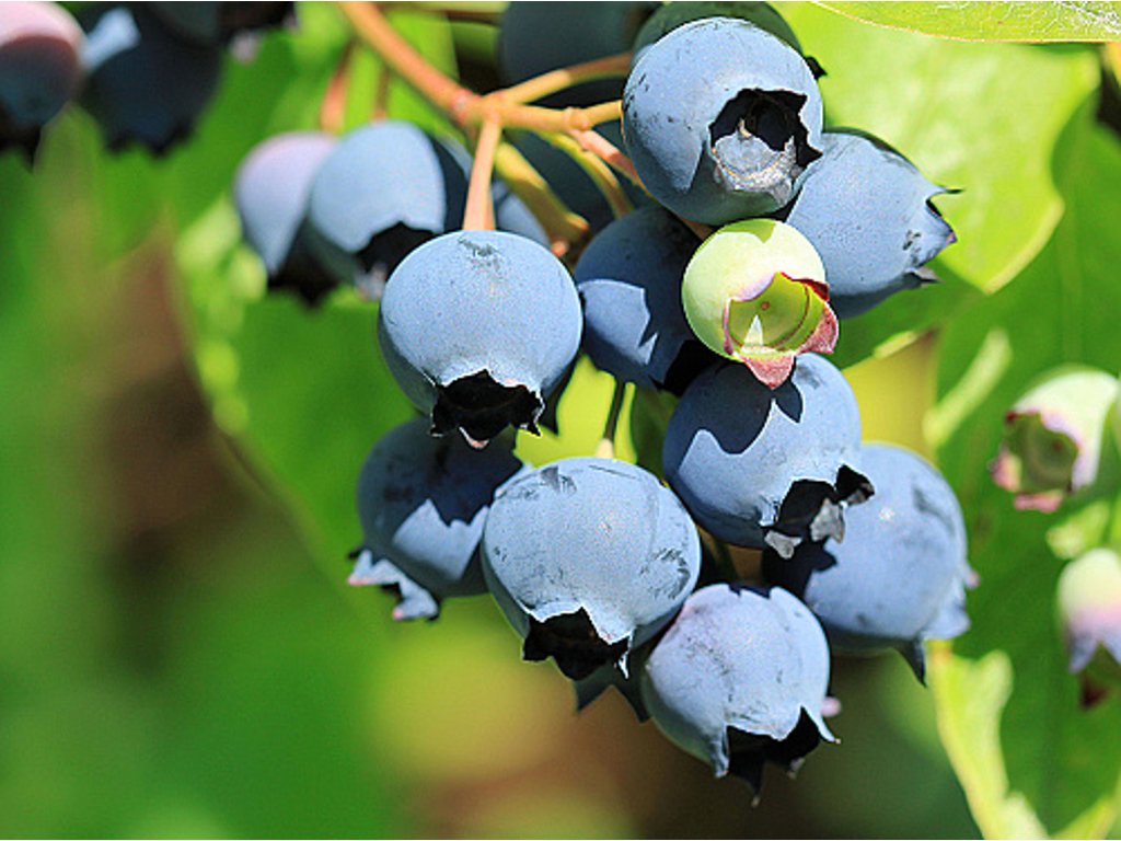 Jak pěstovat kanadské borůvky - vlastní sklizeň na zahradě