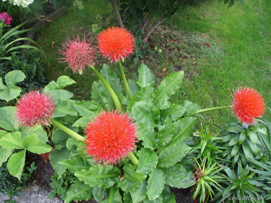 Jak pěstovat krvokvět: Příručka pro úspěšného zahradníka