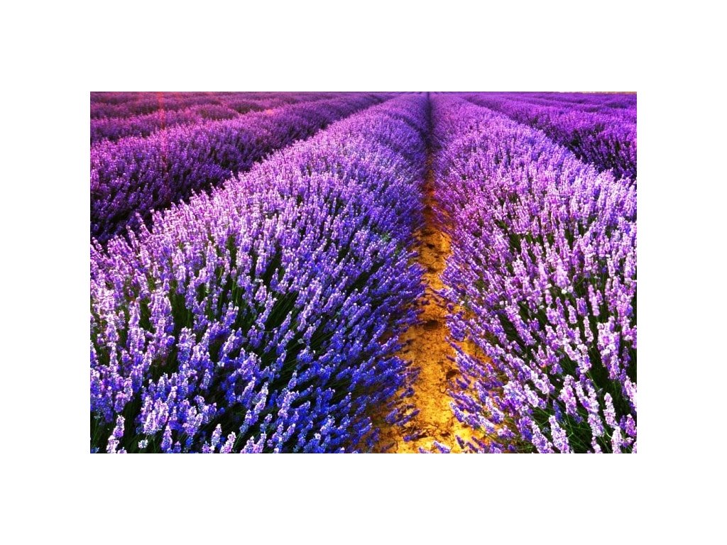 Jak pěstovat levanduli - rady a tipy pro úspěch