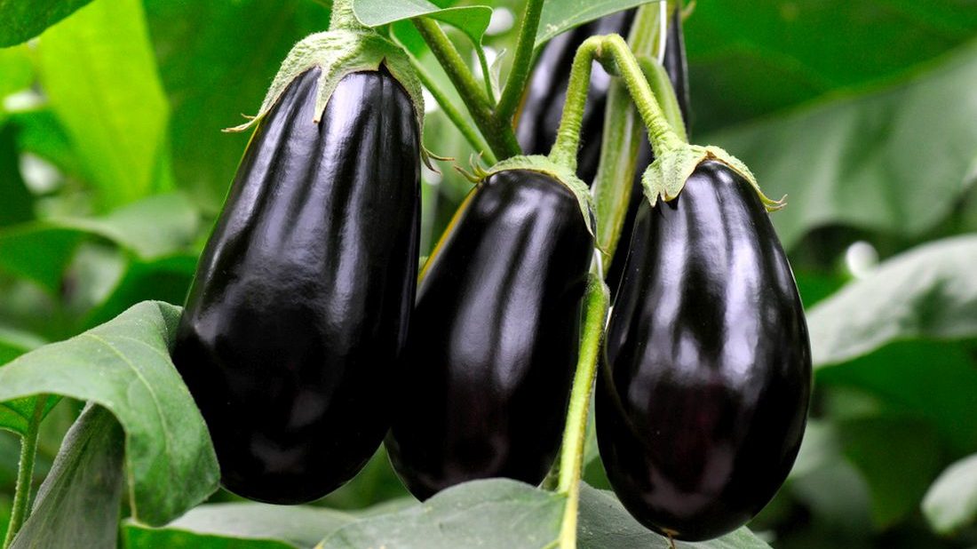 Jak vypěstovat lilek ve vaší zahrádce- rady a tipy