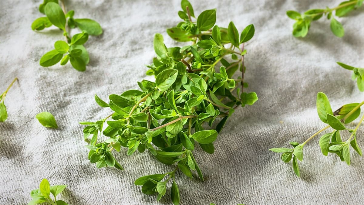 Jak pěstovat majoránku - návod pro váš úspěch