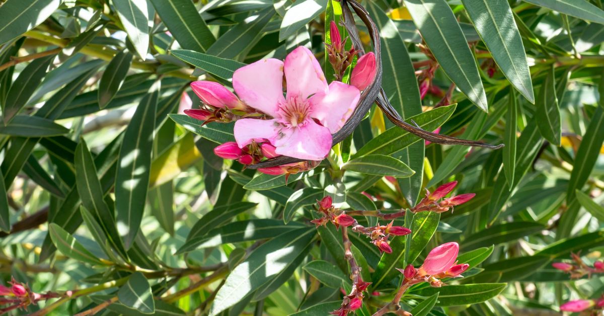 Jak pěstovat oleandr - průvodce pro úspěšnou péči