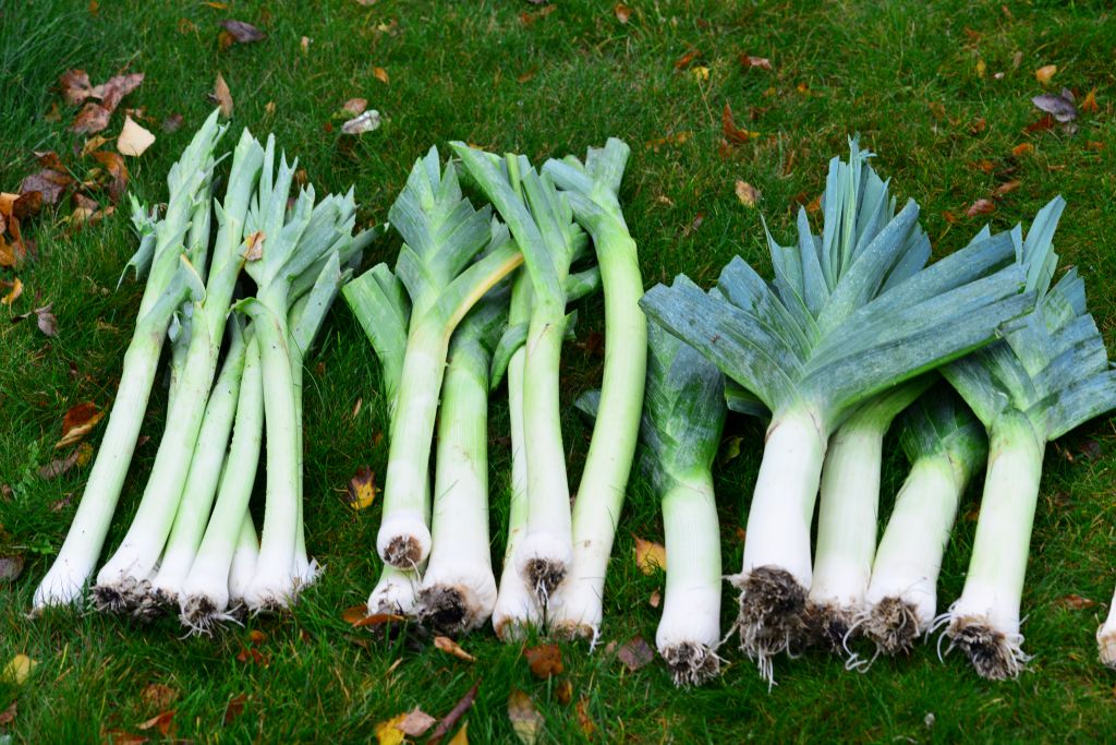 Jak úspěšně pěstovat pórek - krok za krokem