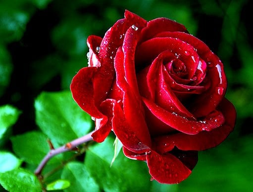 Jak pěstovat růže - detailní průvodce pro pěstování