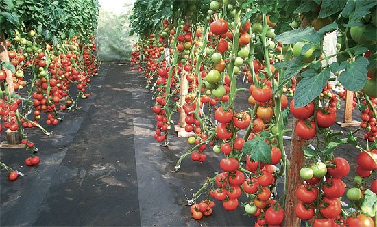 Jak pěstovat rajčata - úspěšná úroda krok za krokem