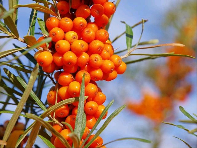 Jak pěstovat rakytník - pěstitelské tipy a triky